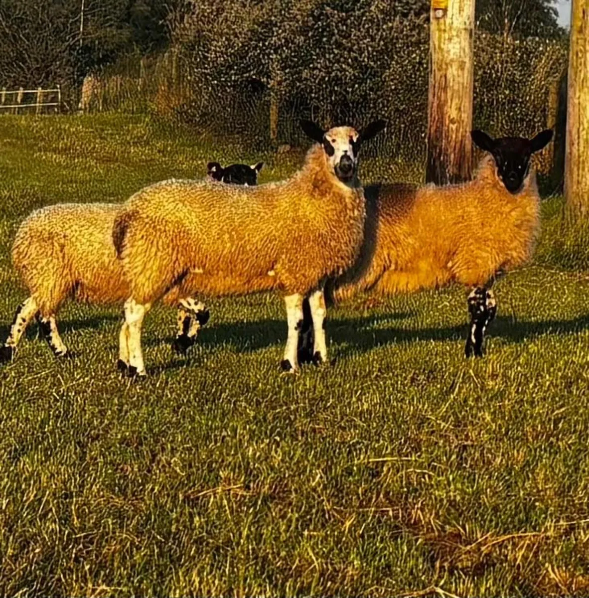 Mule ewe lambs - Image 4