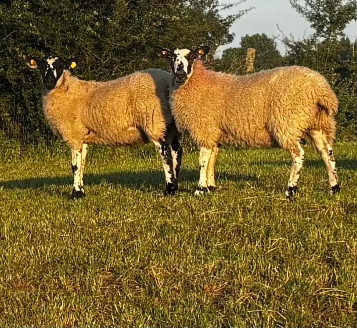 Mule ewe lambs - Image 1