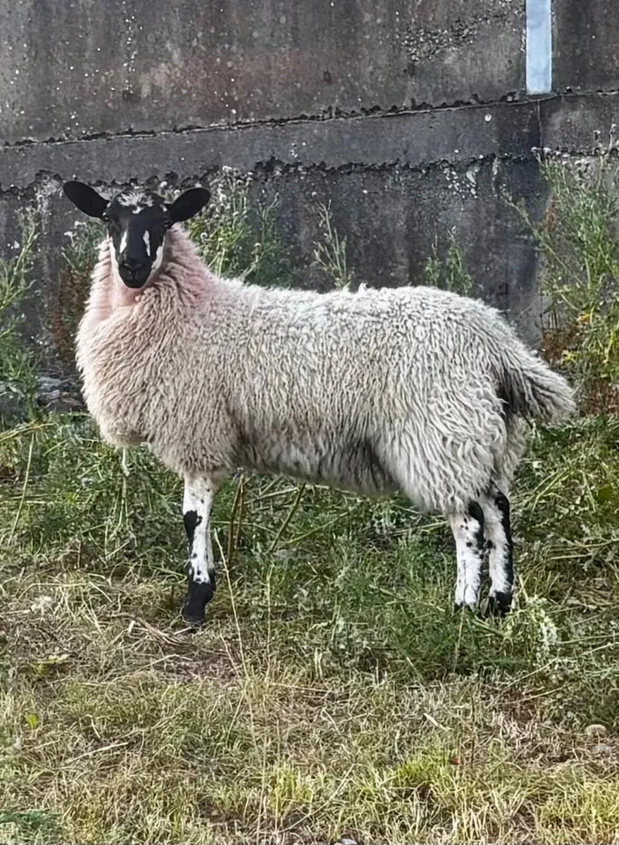 Mule ewe lambs - Image 2