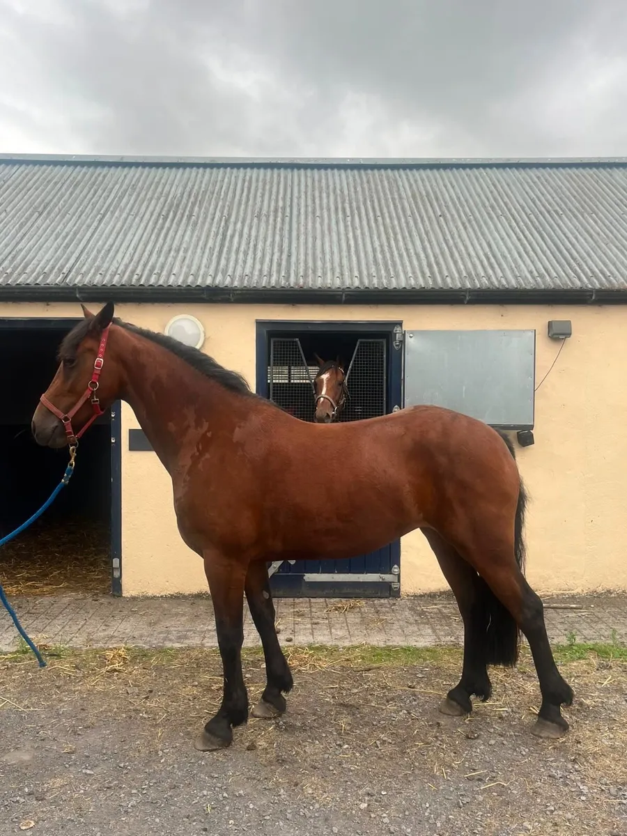 Horse - Image 2