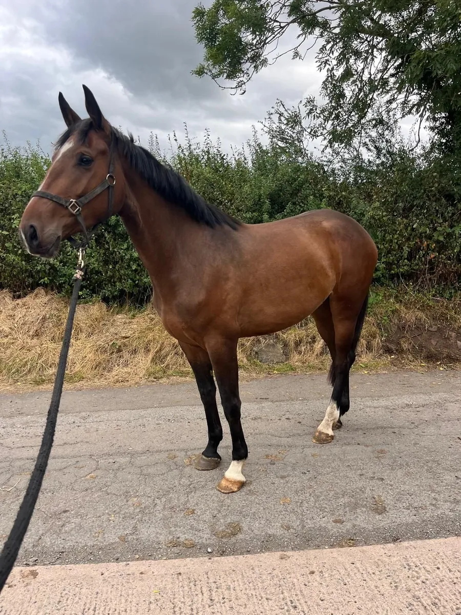 3yr old Filly by Conticco - Image 3