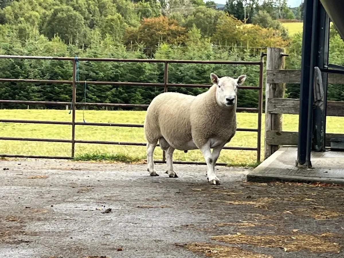Rams - Image 4