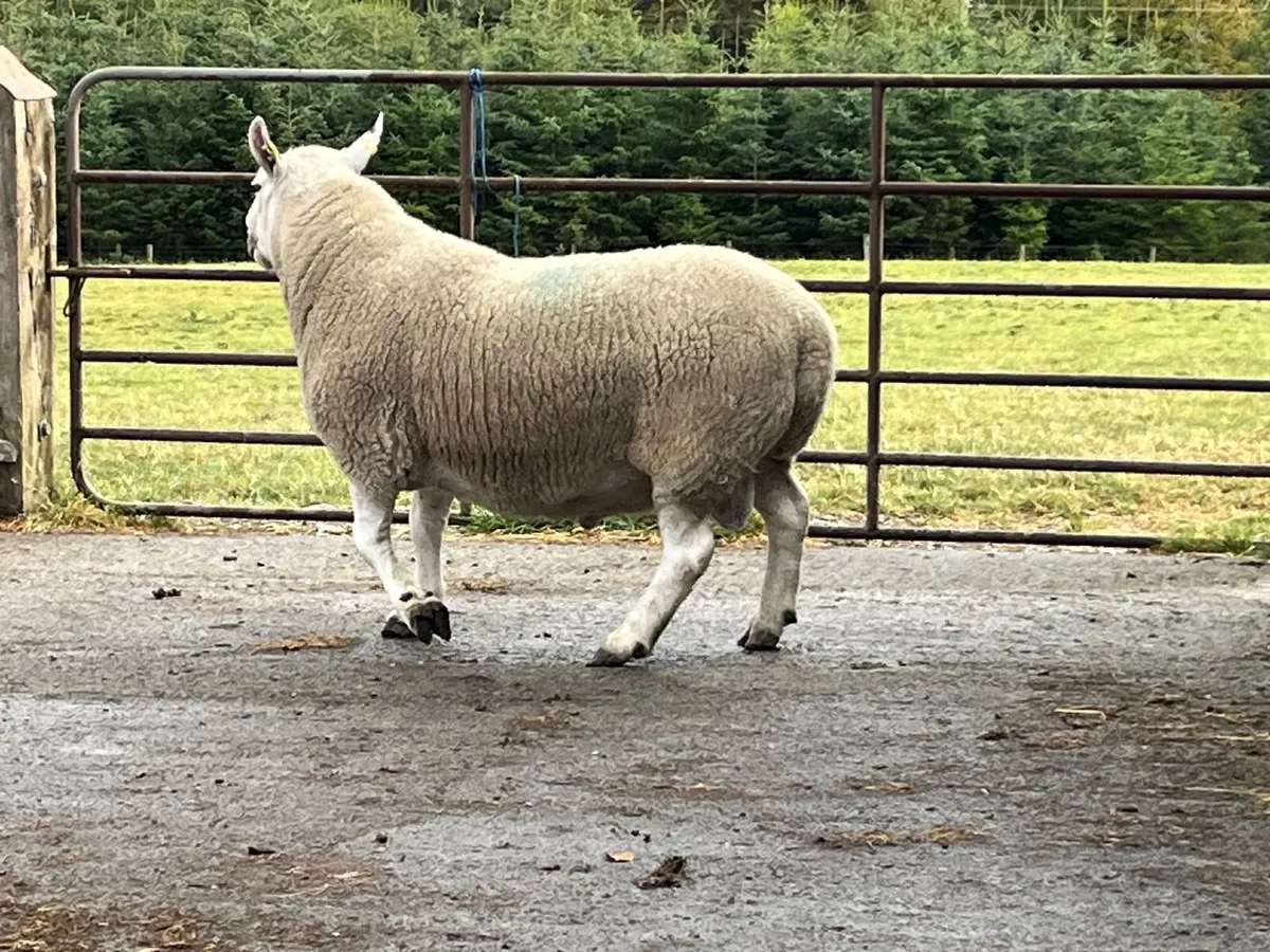 Rams - Image 3