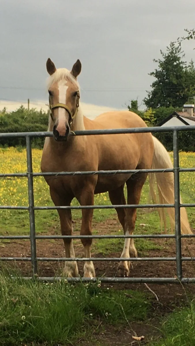 Palamino 2 year old filly - Image 1