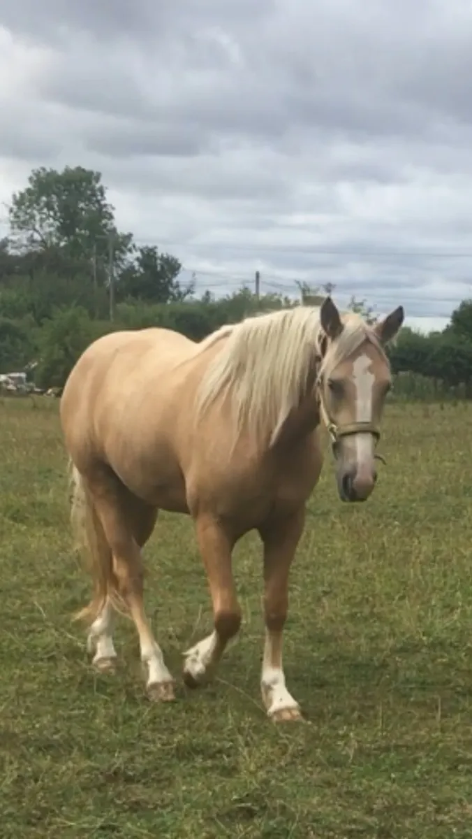 Palamino 2 year old filly - Image 2
