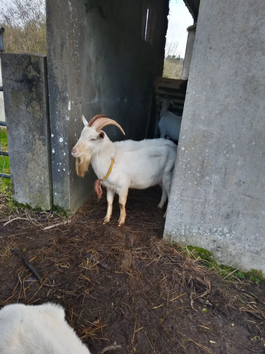 Saanen Buck Goat - Image 1