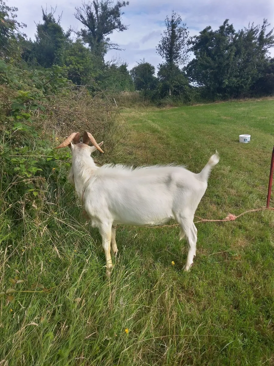 Saanen Buck Goat - Image 2