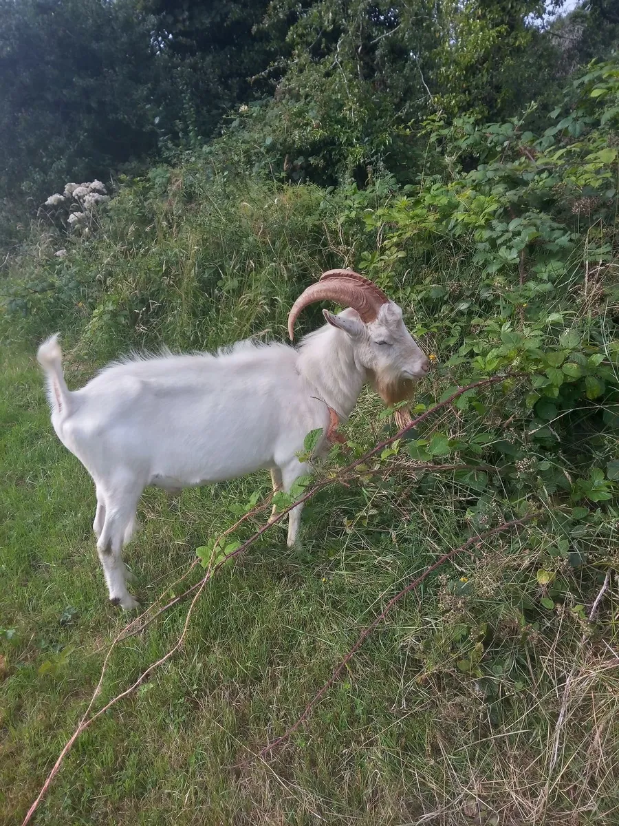 Saanen Buck Goat - Image 3