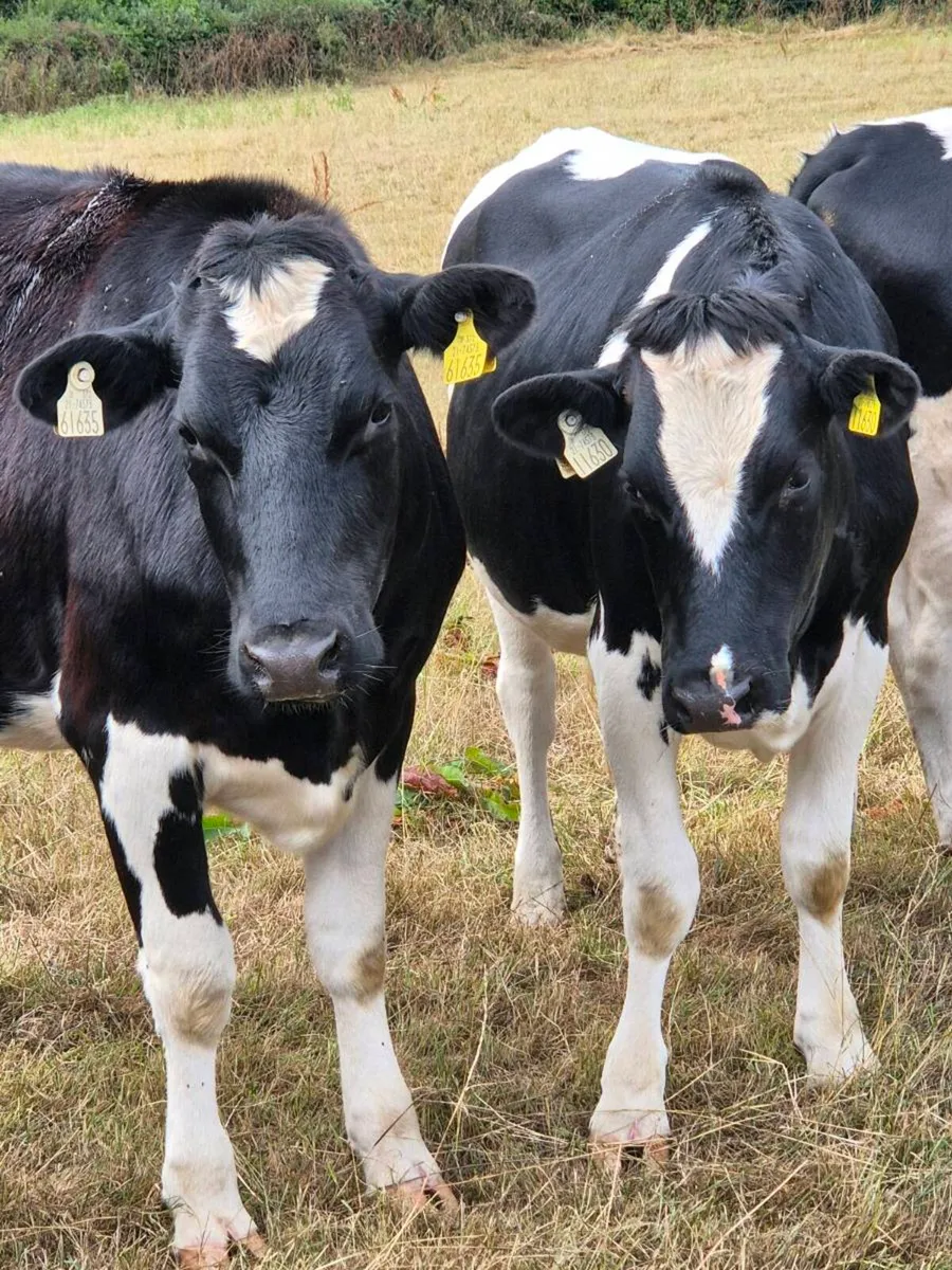 Friesian in calf heifers - Image 1