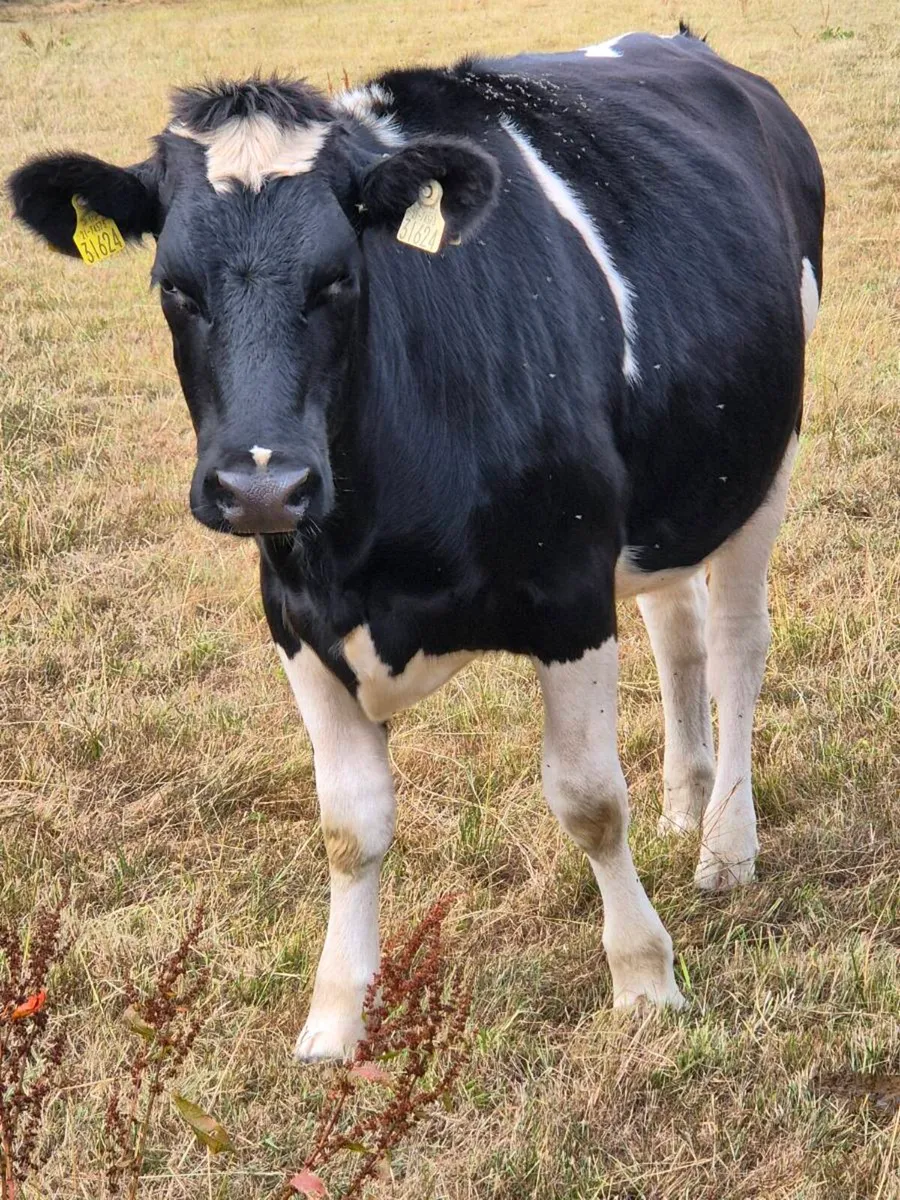 Friesian in calf heifers - Image 2