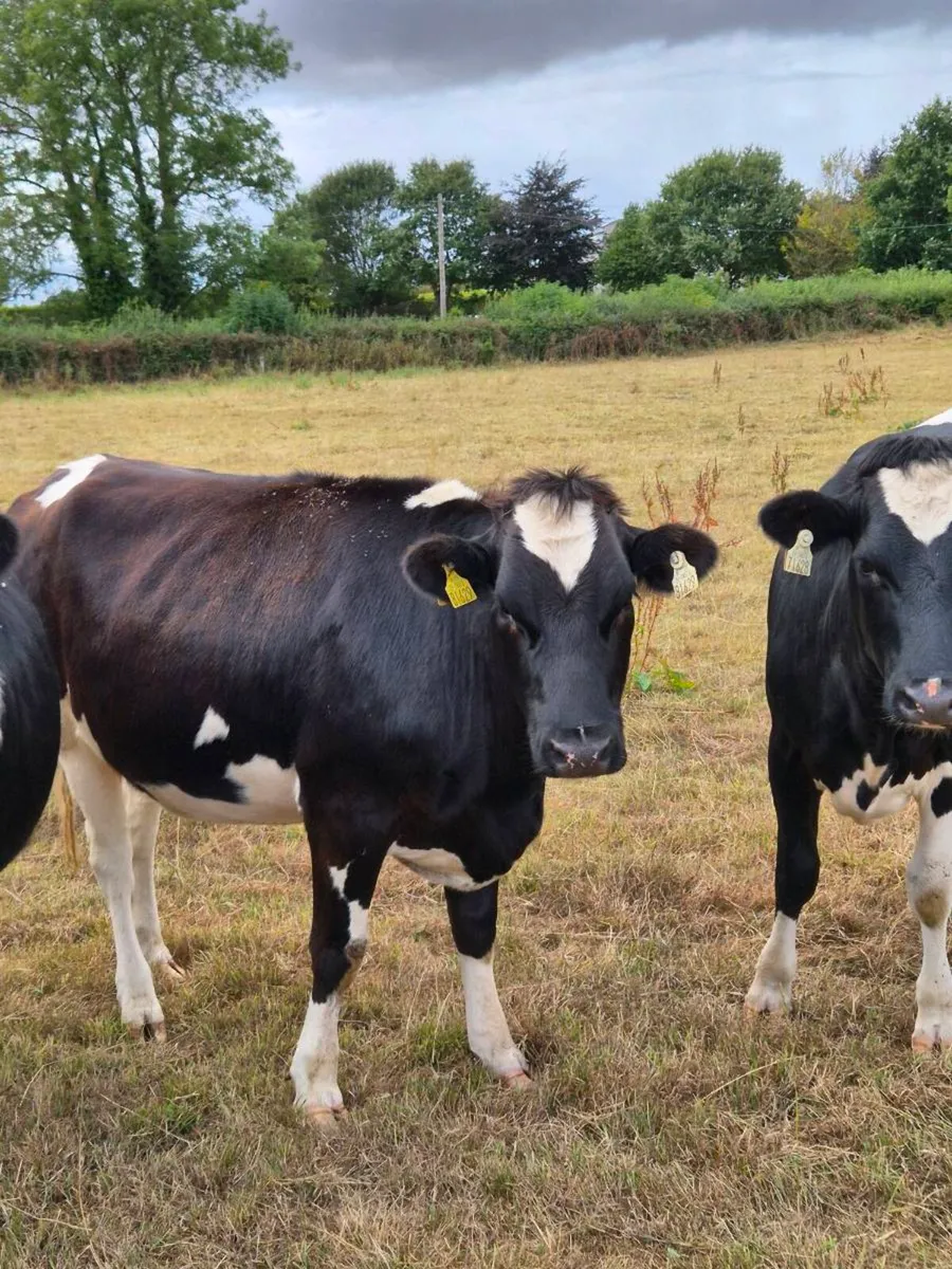 Friesian in calf heifers - Image 3
