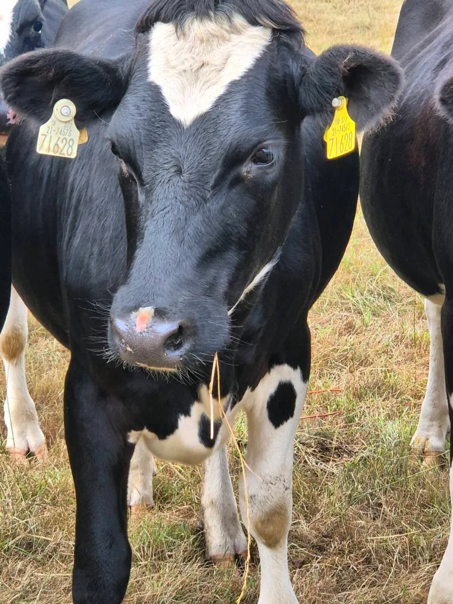 Friesian in calf heifers - Image 4