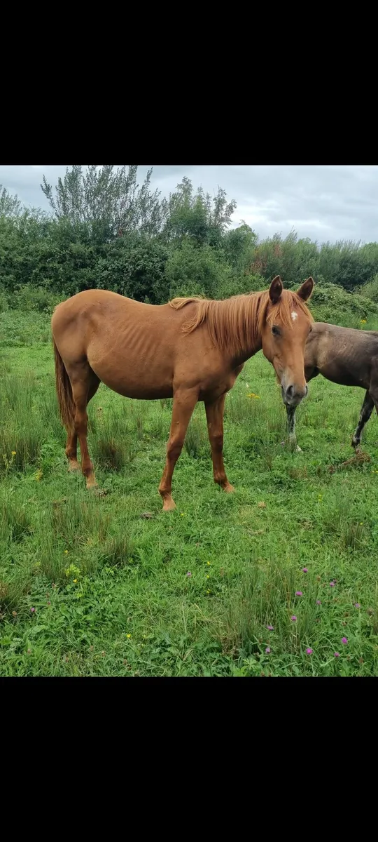 traditional Irish bred yearling - Image 3