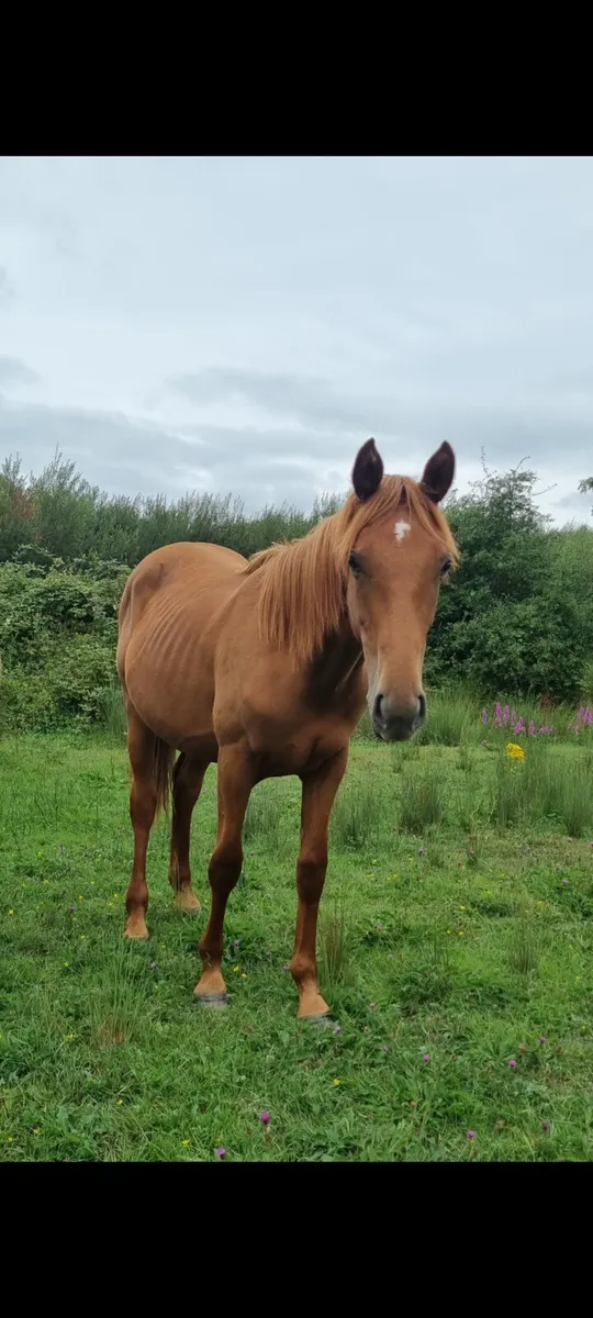 traditional Irish bred yearling - Image 1