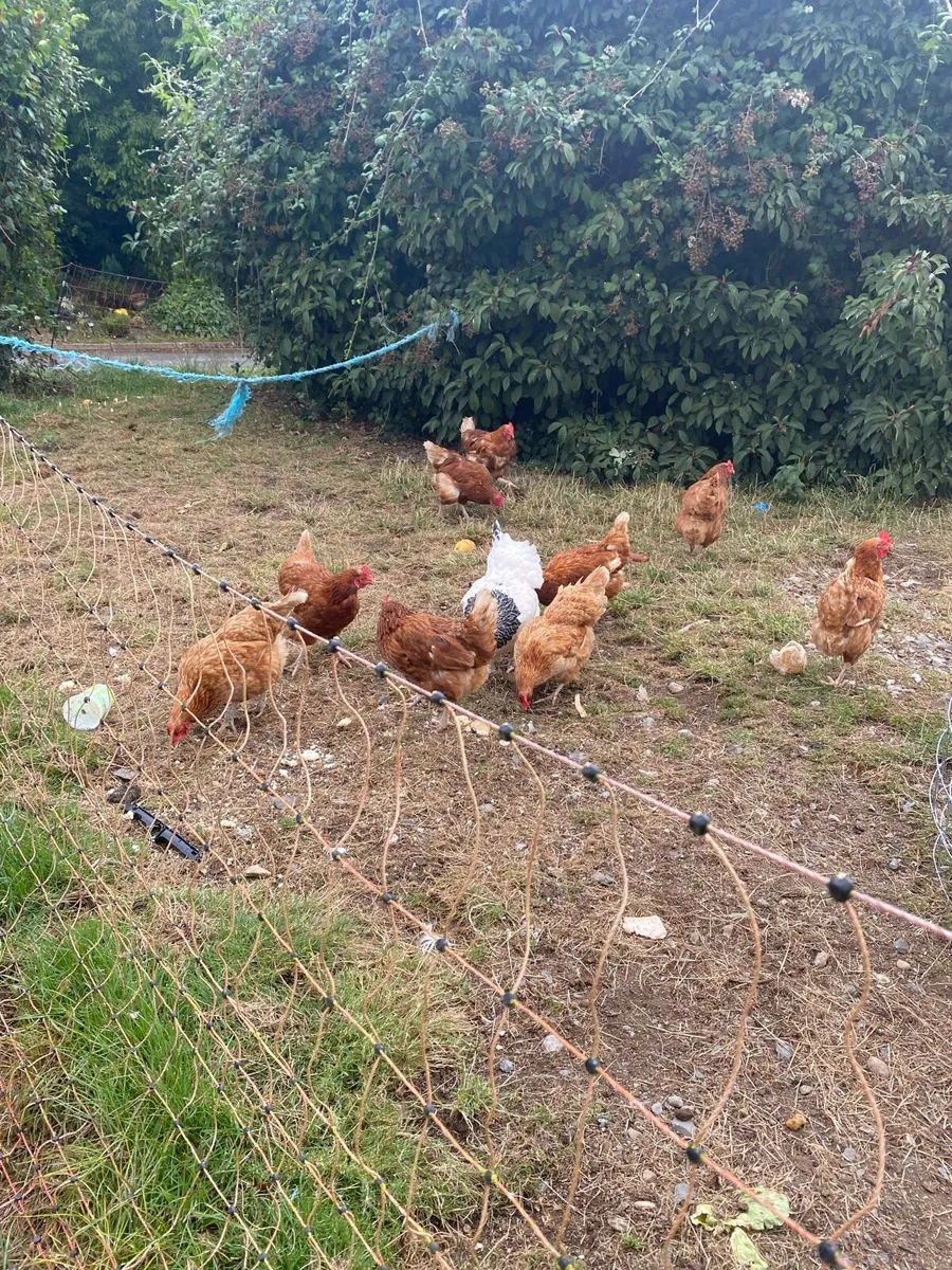 Hens - Image 1