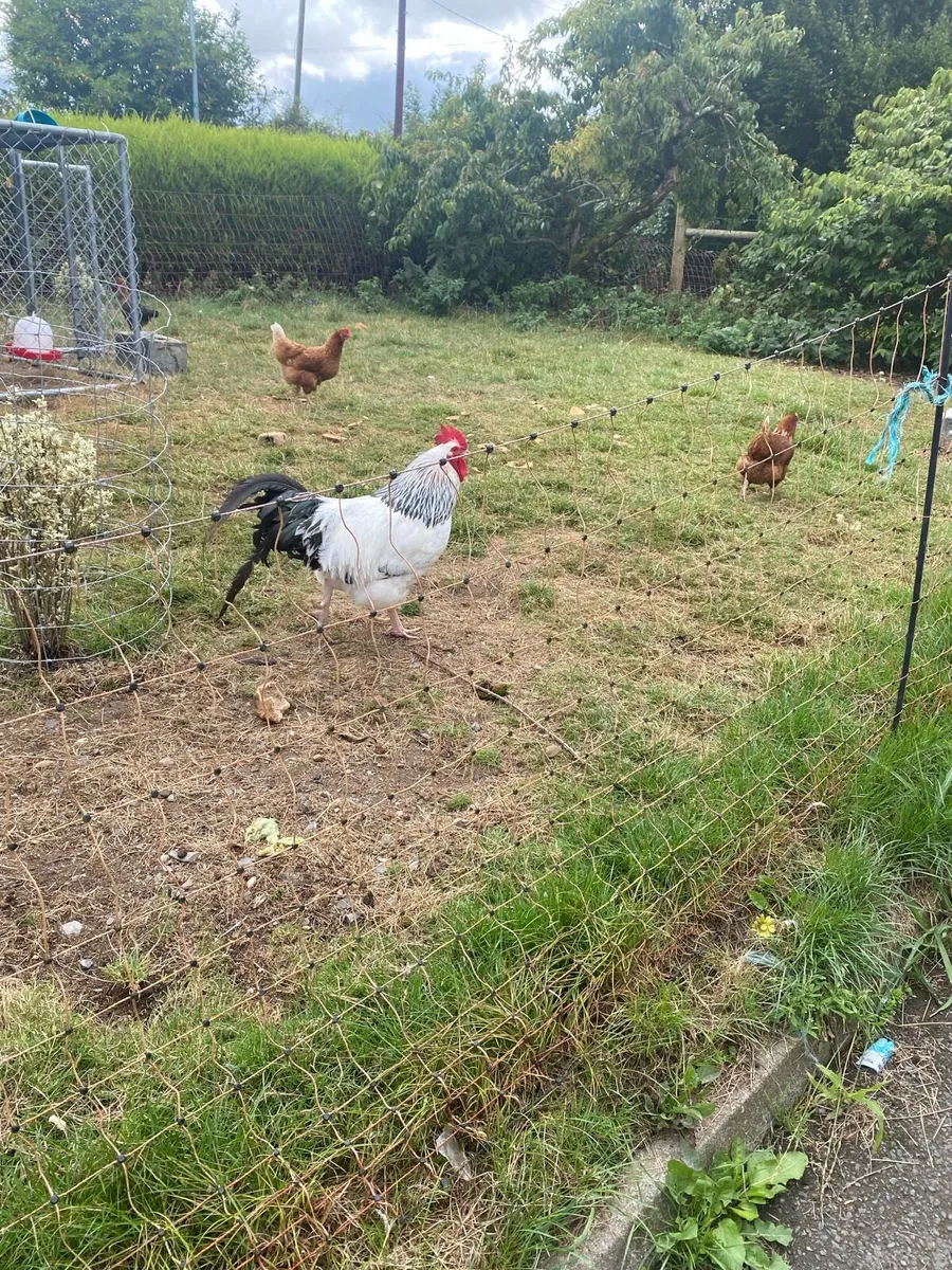 Hens - Image 2