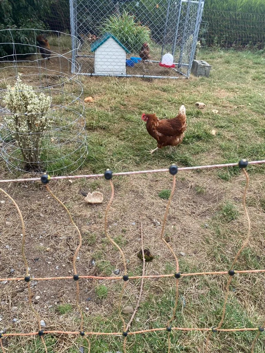 Hens - Image 3