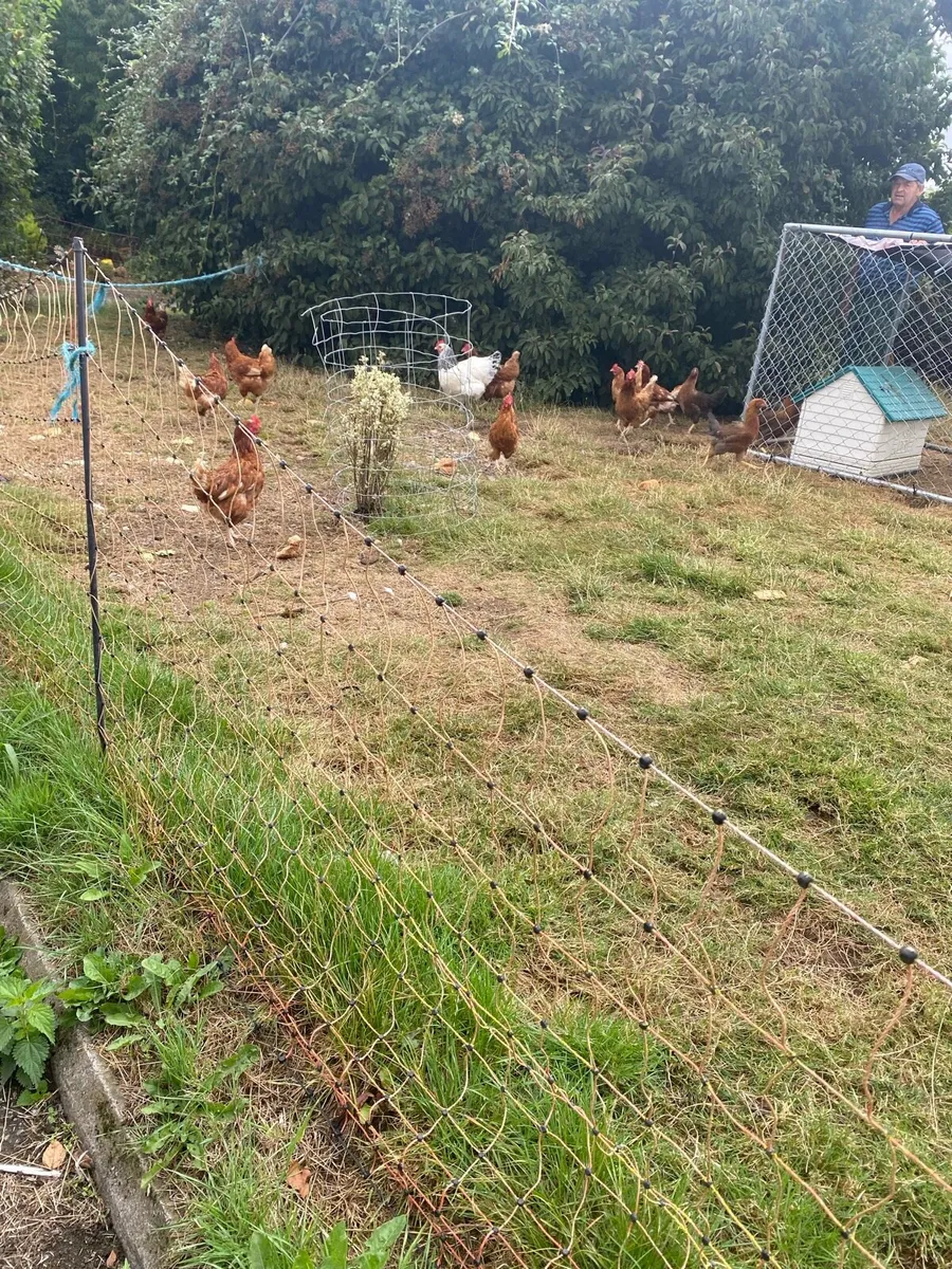 Hens - Image 4
