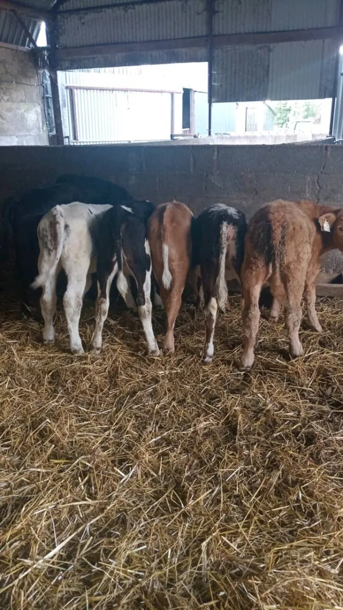 7 reared calves - Image 1