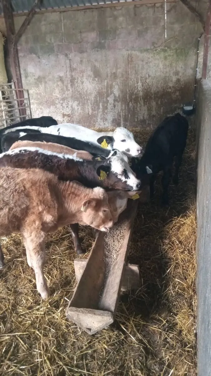 7 reared calves - Image 2