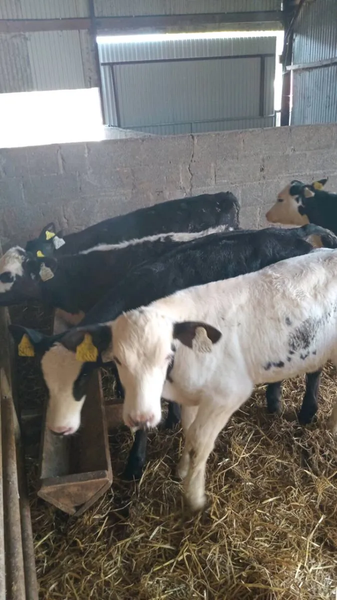 7 reared calves - Image 3