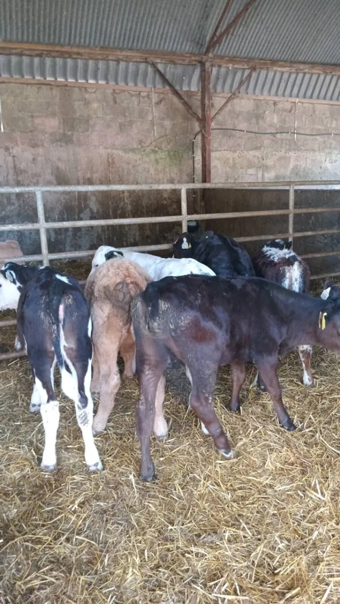 7 reared calves - Image 4