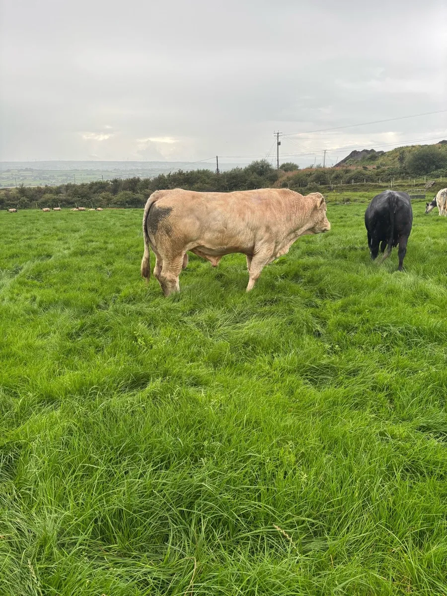 Ch bull - Image 4