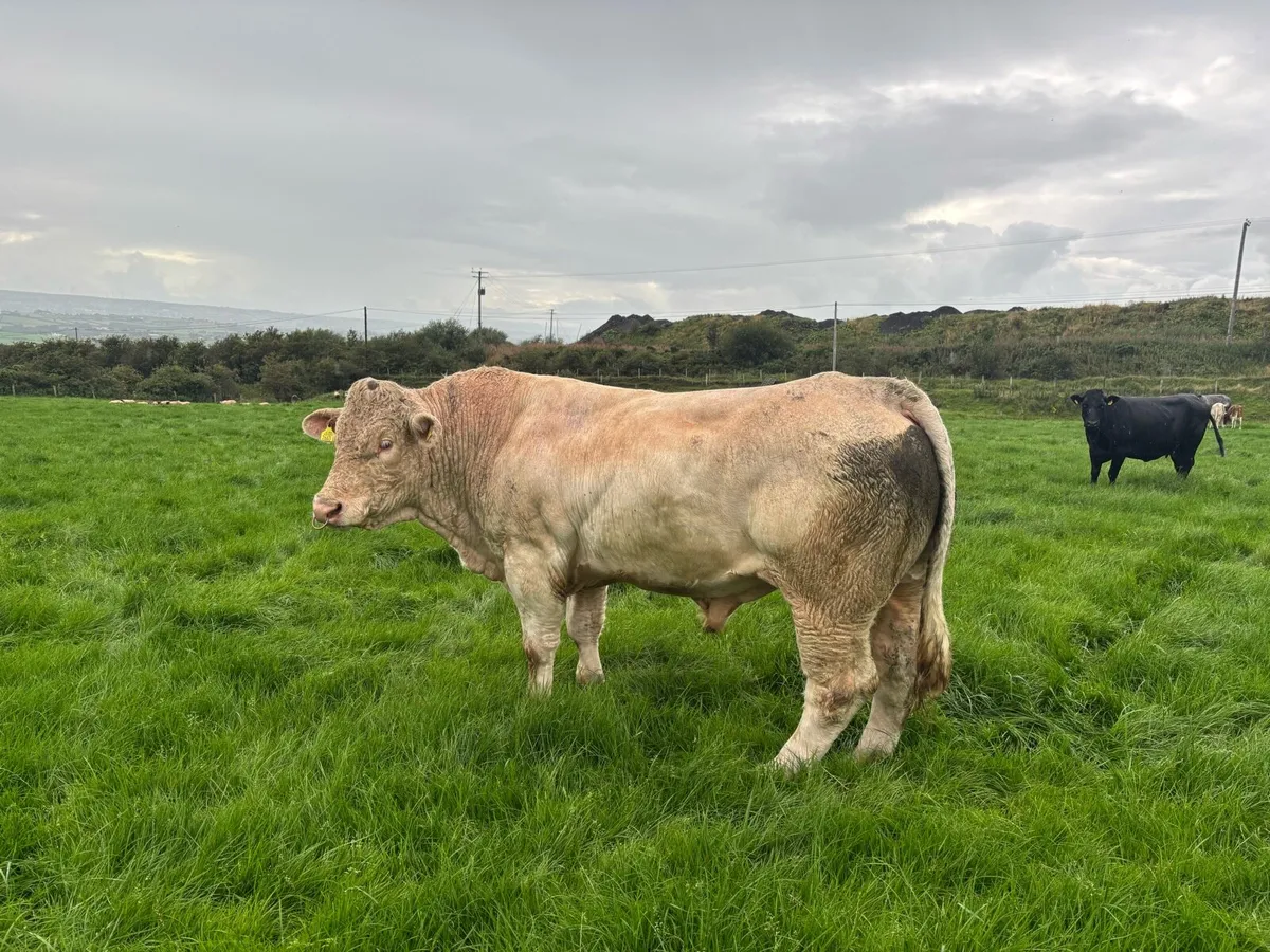 Ch bull - Image 1