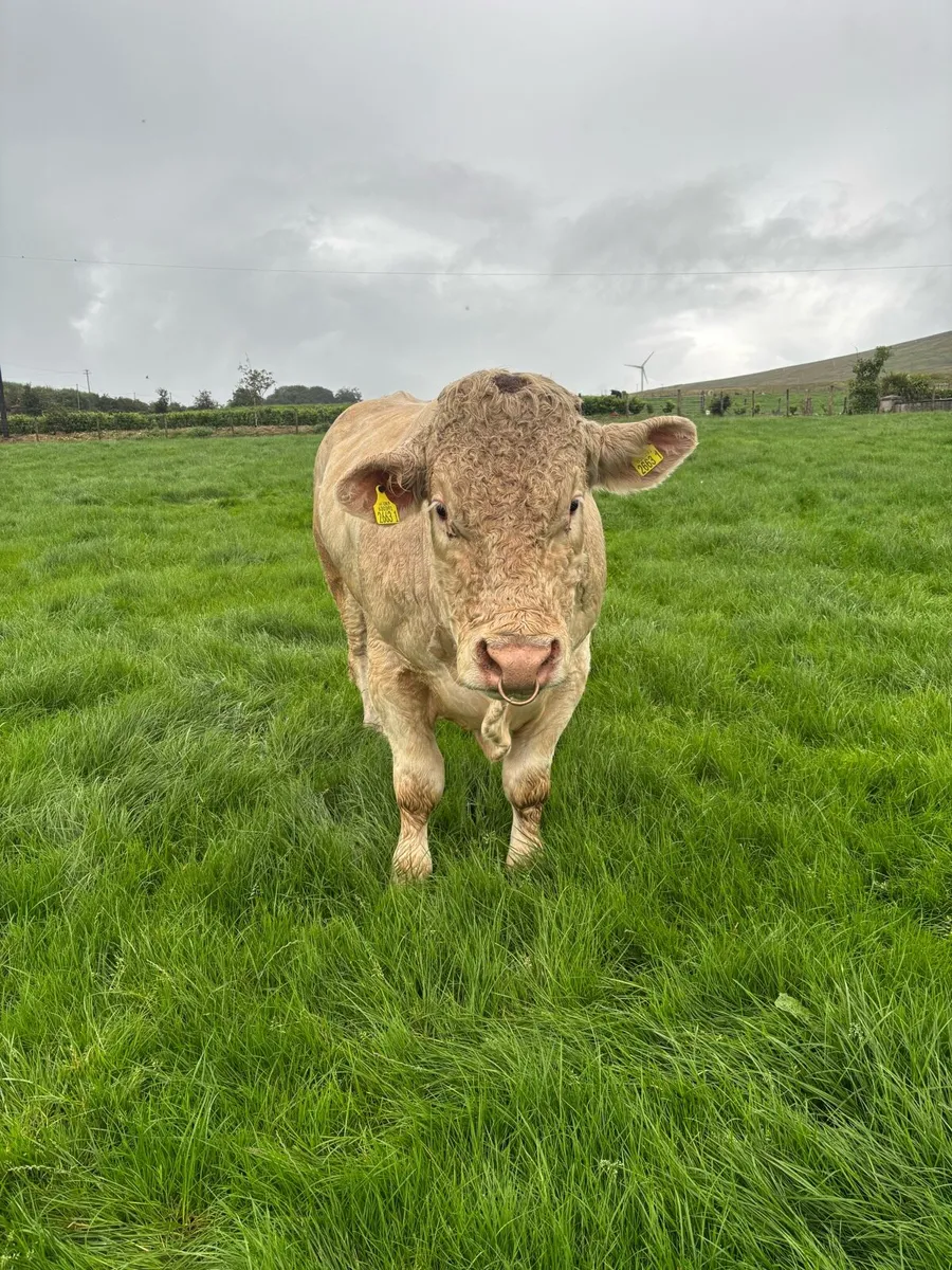 Ch bull - Image 2