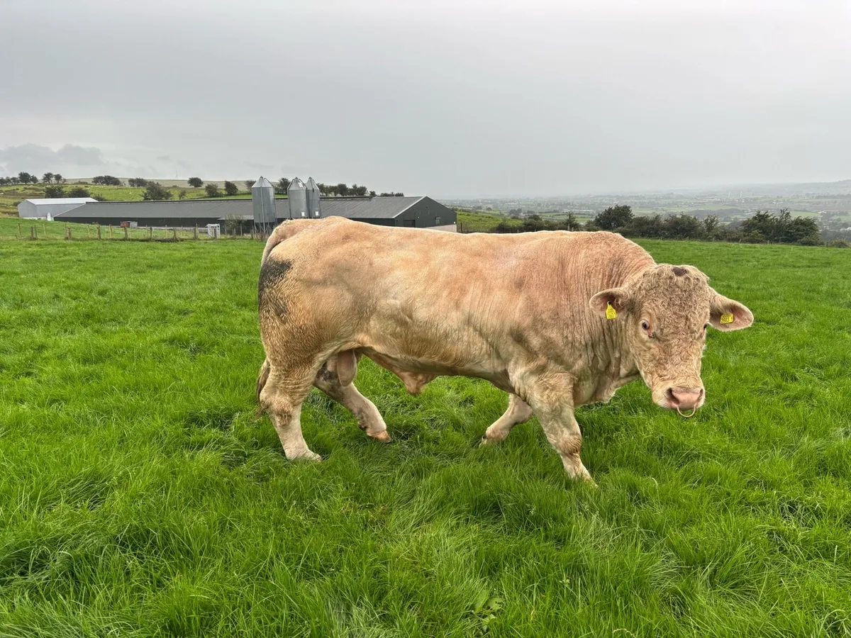 Ch bull - Image 3