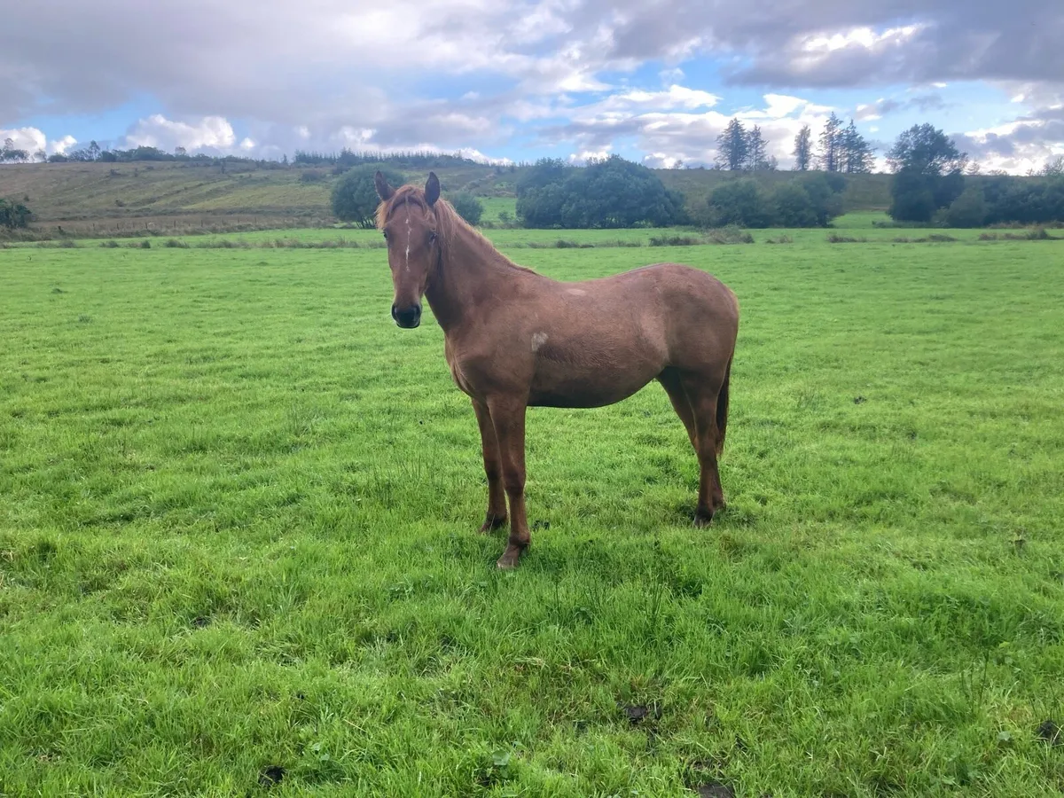 Irish draught filly - Image 3
