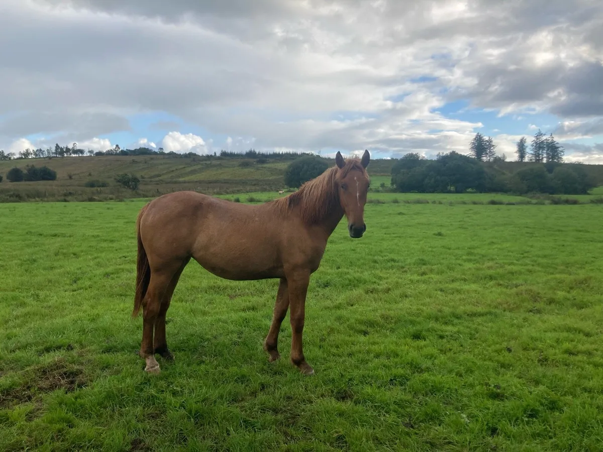 Irish draught filly - Image 2