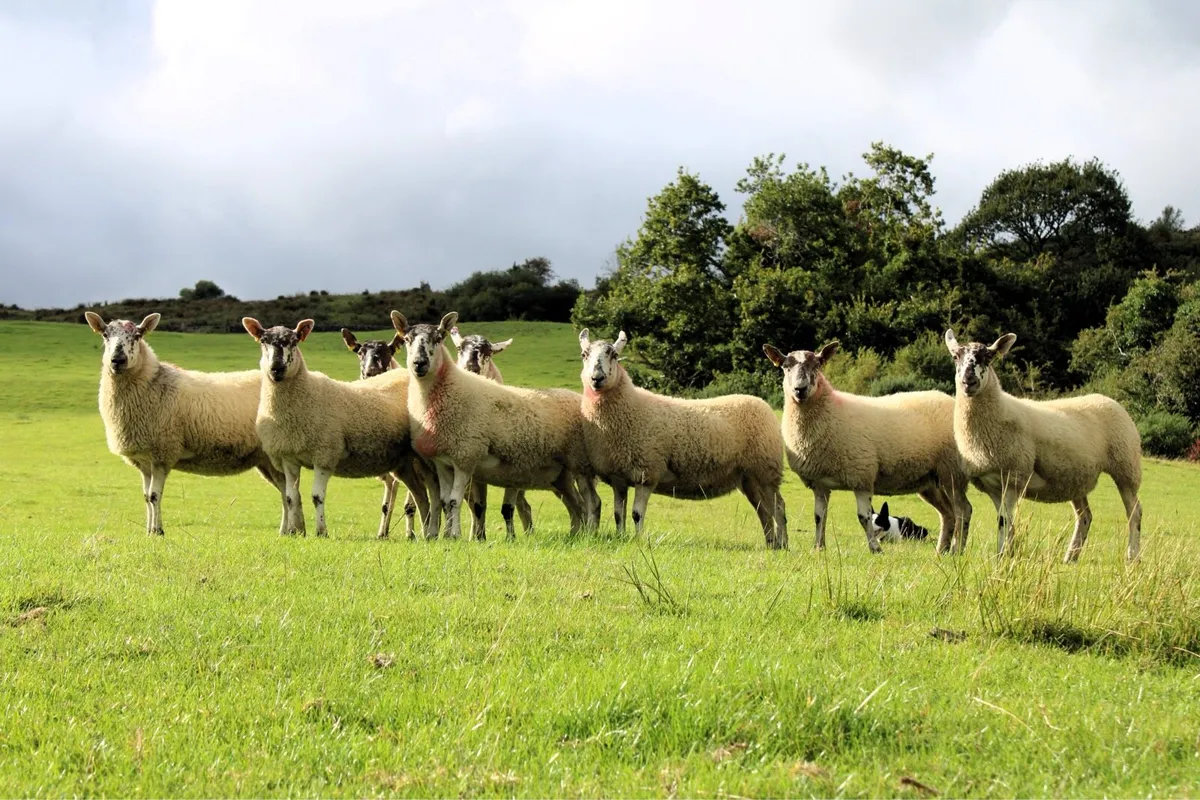 Greyface Hoggets For Sale - Image 1