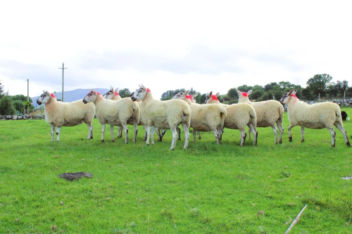 Greyface Hoggets For Sale - Image 2