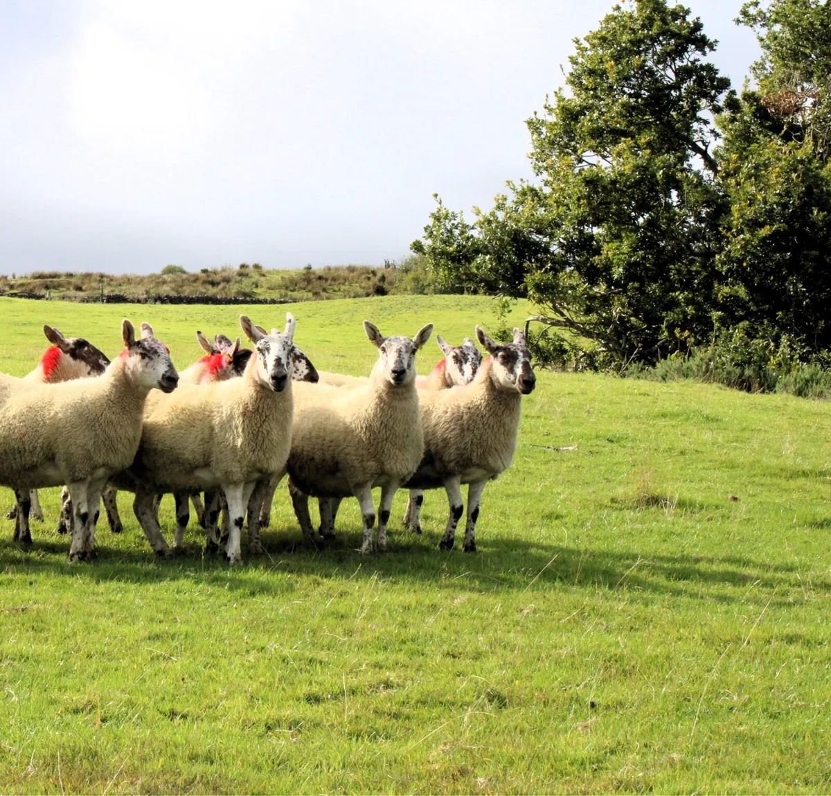 Greyface Hoggets For Sale - Image 4