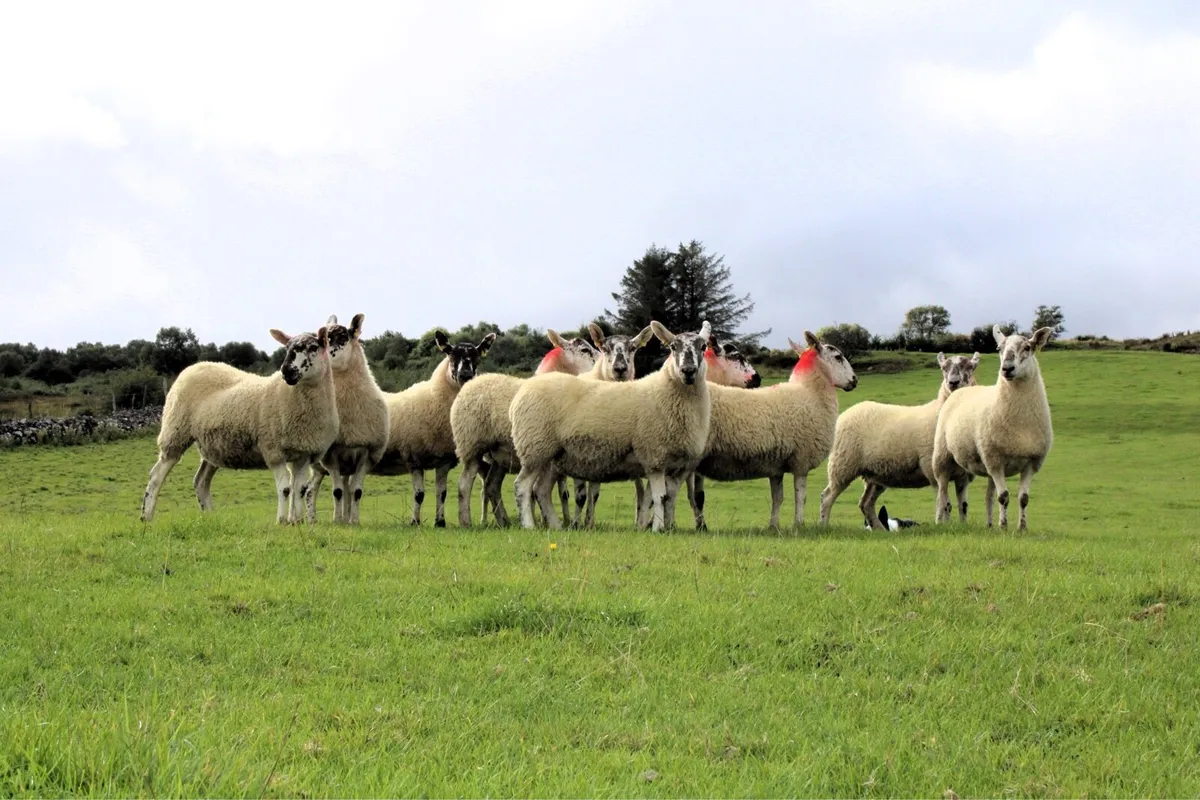 Greyface Hoggets For Sale - Image 3