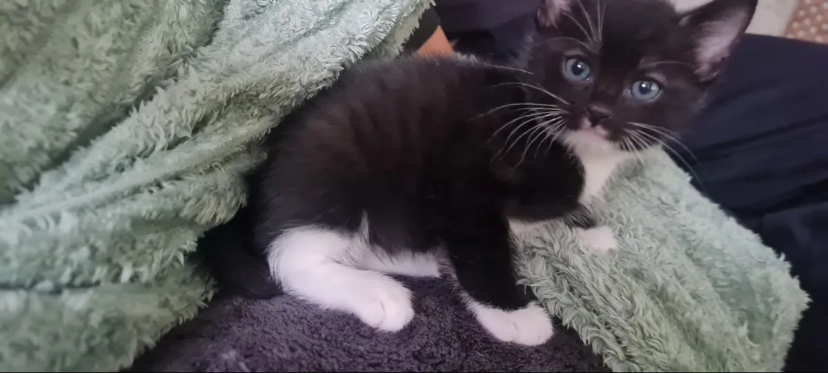 Kittens - Image 2