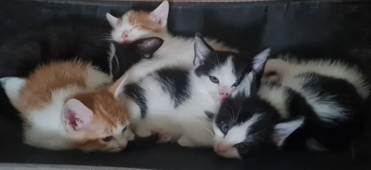 Kittens - Image 4