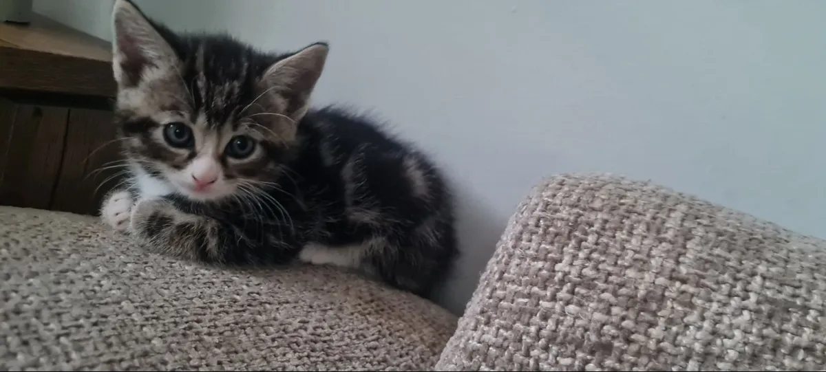 Kittens - Image 3