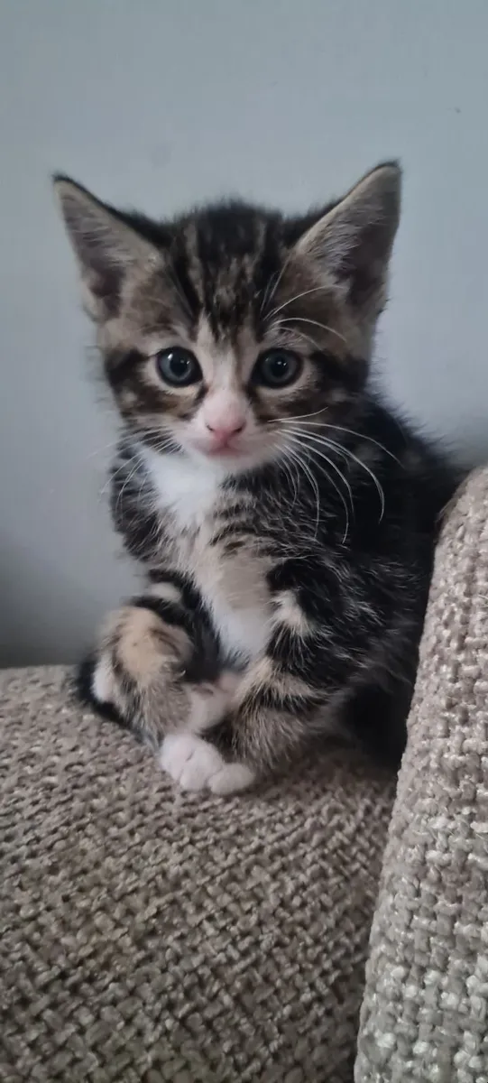 Kittens - Image 1