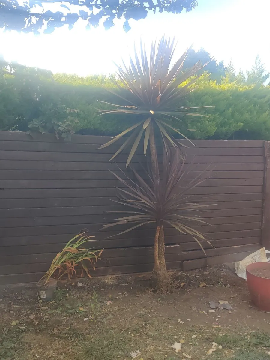 mature, double-headed Cordyline - Image 2