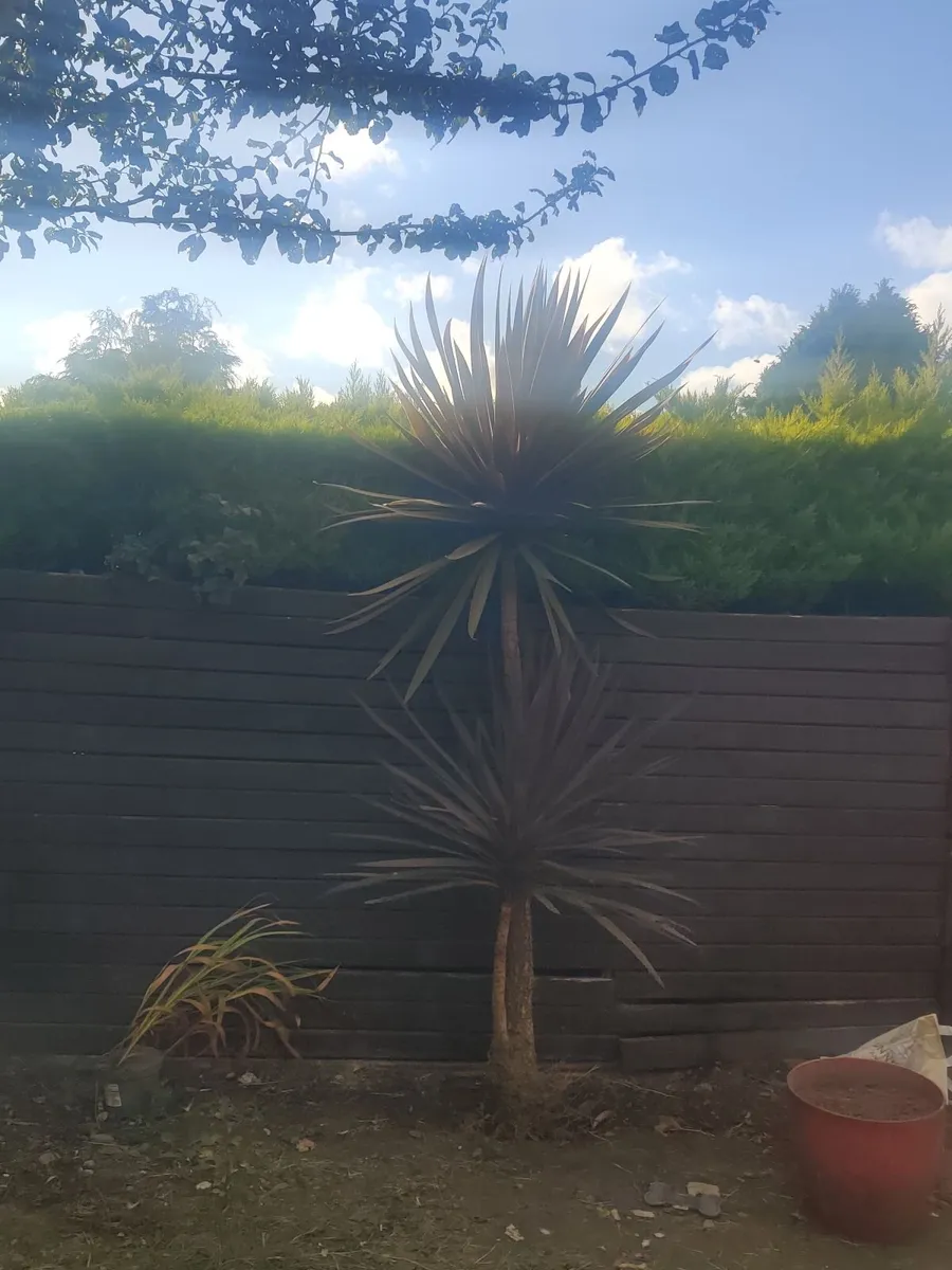 mature, double-headed Cordyline - Image 1