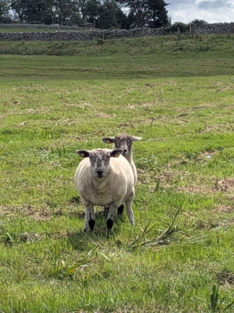 Sheep - Image 2