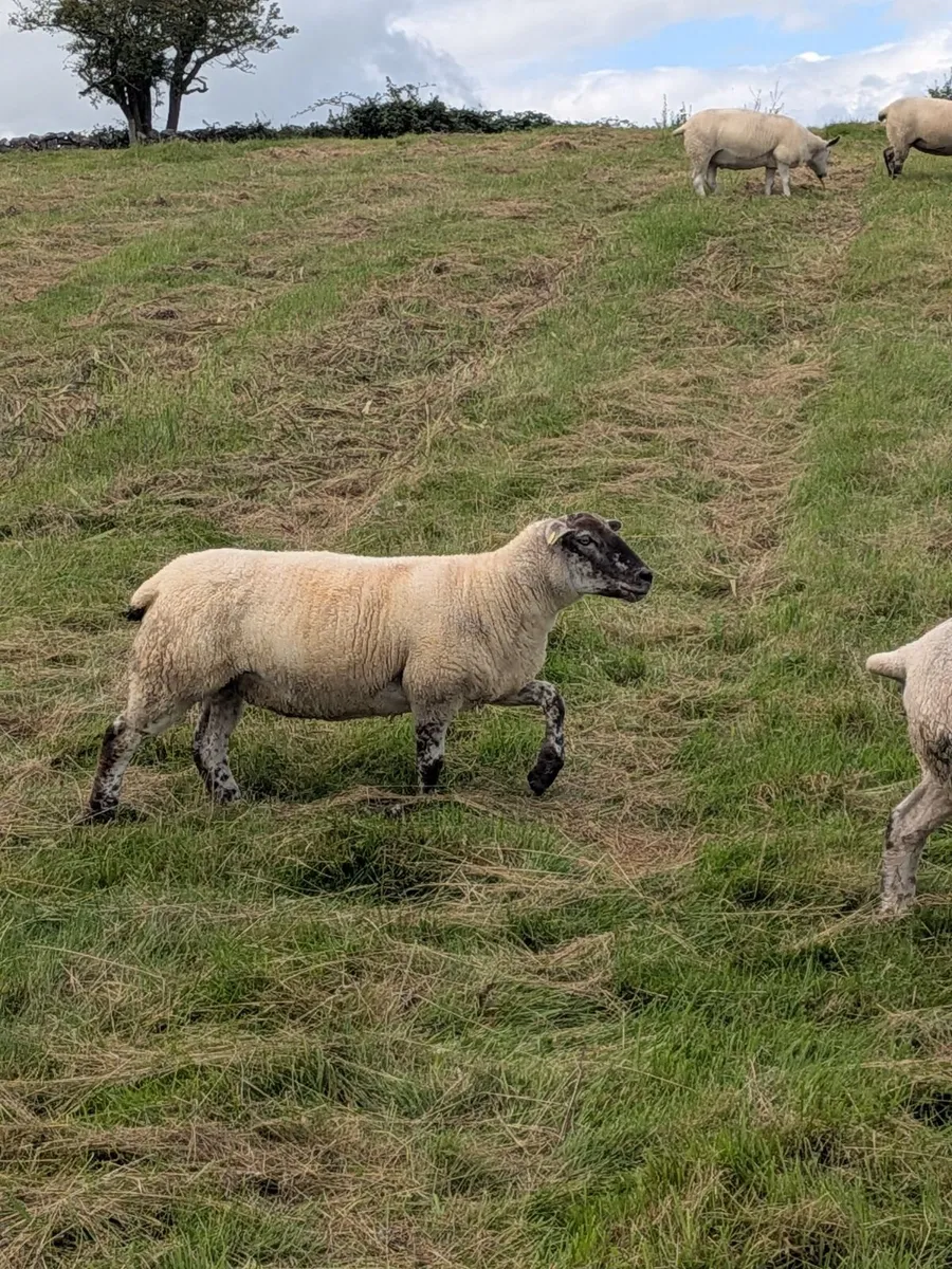Sheep - Image 3