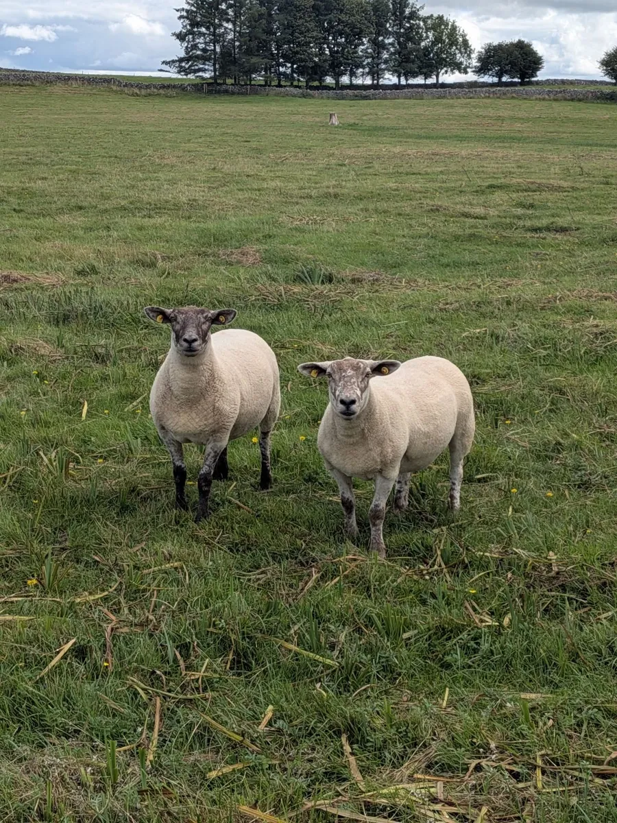 Sheep - Image 1
