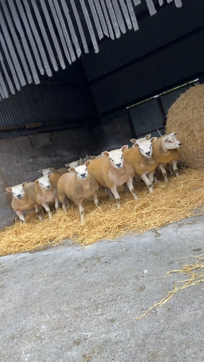 SIS Texel ram lambs - Image 1