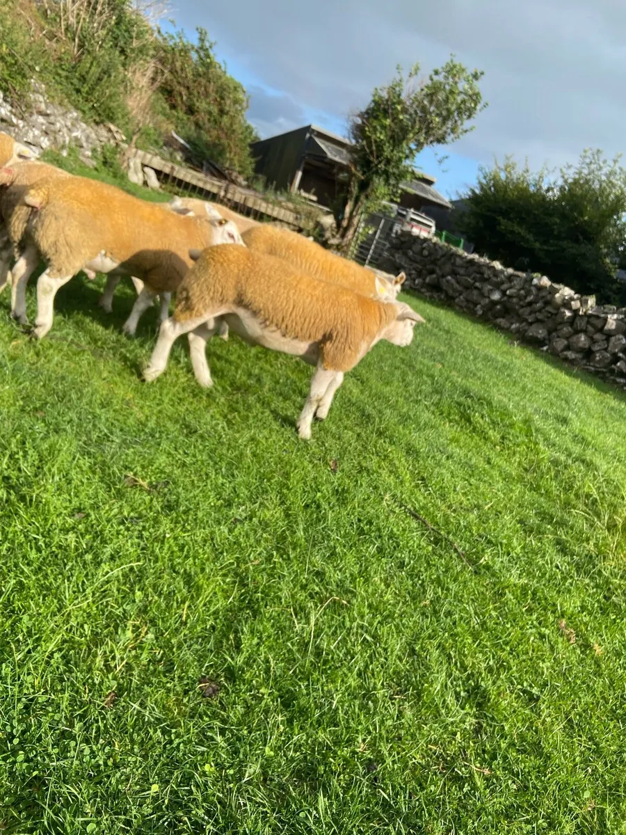 SIS Texel ram lambs - Image 3