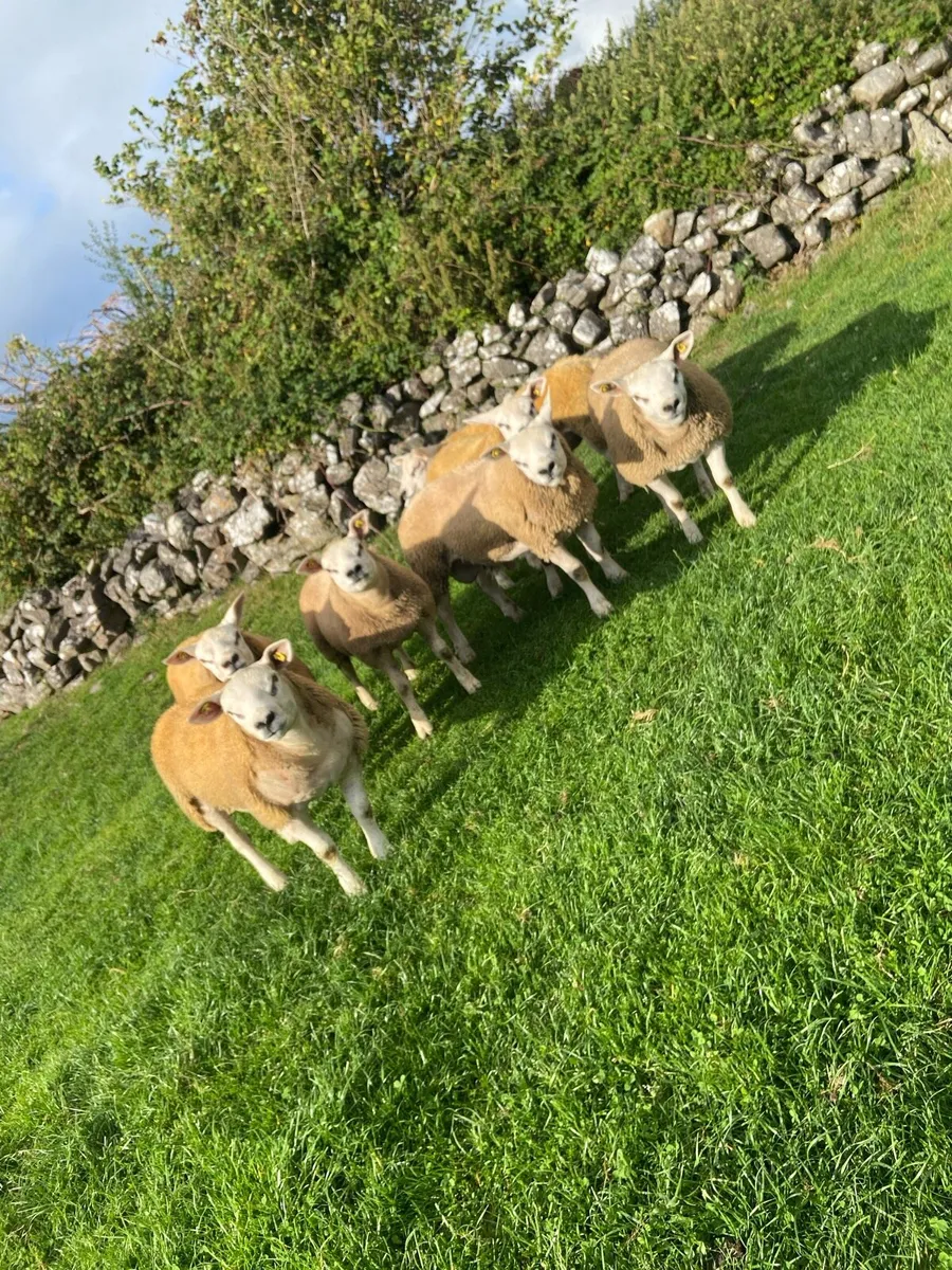 SIS Texel ram lambs - Image 4