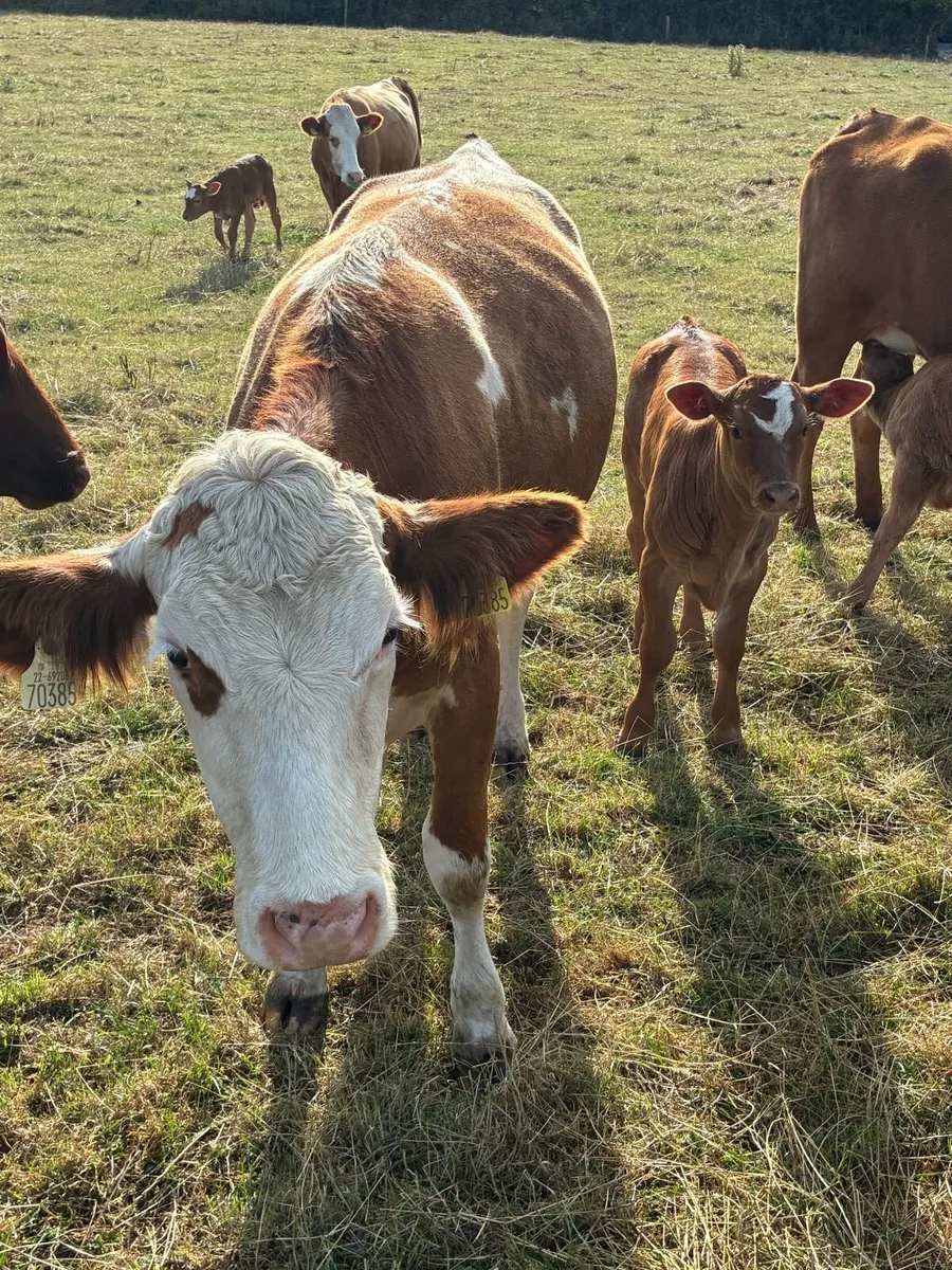First calved Heiffers - Image 3