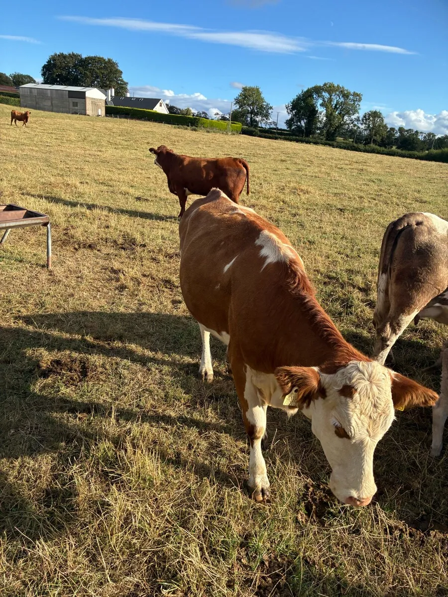 First calved Heiffers - Image 4
